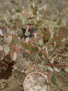 Plantation d&rsquo;une haie pour la biodiversité